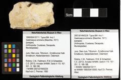 Foto (Objket + Etiketten) von Gastrosacus eminens (Blaschke, 1911) 